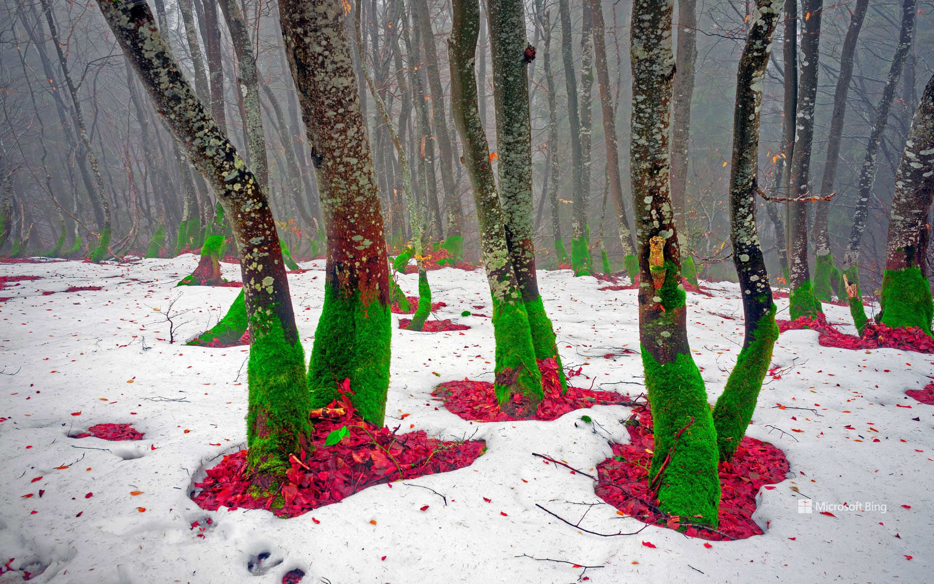 The 22nd Annual Day Celebration